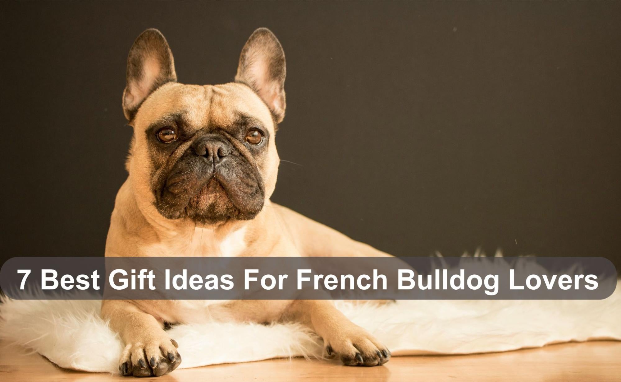 7 Best Gift Ideas For French Bulldog Lovers BullyBelly