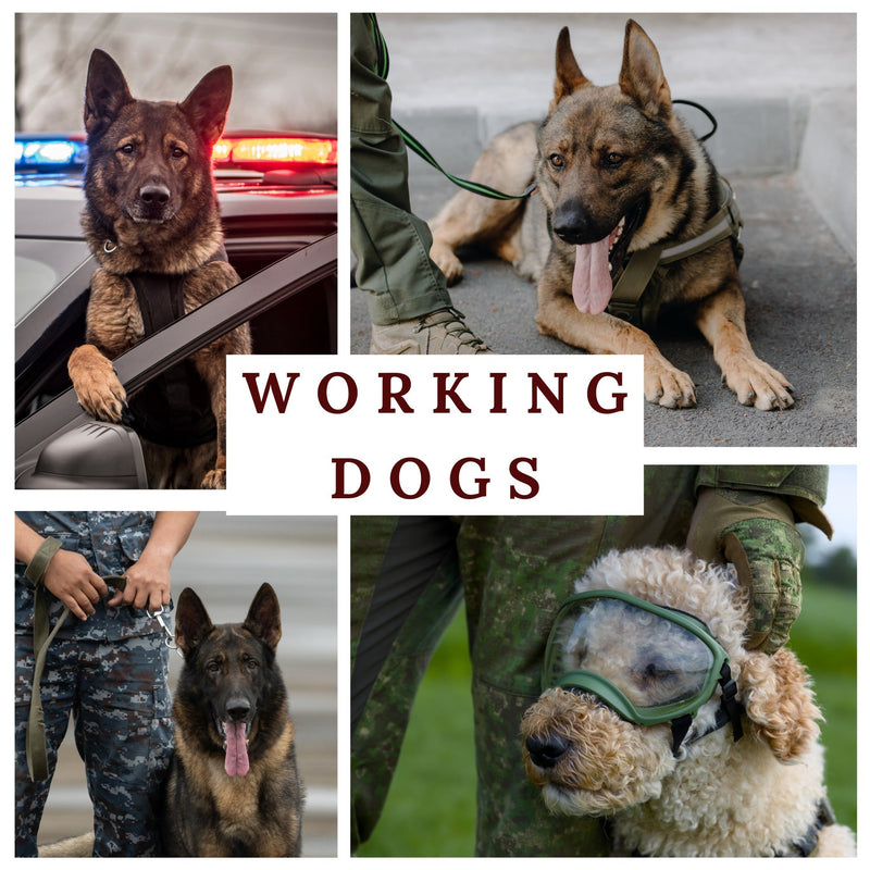 Honoring Military and Law Enforcement Working Dogs: Unwavering Loyalty and Service - BullyBelly