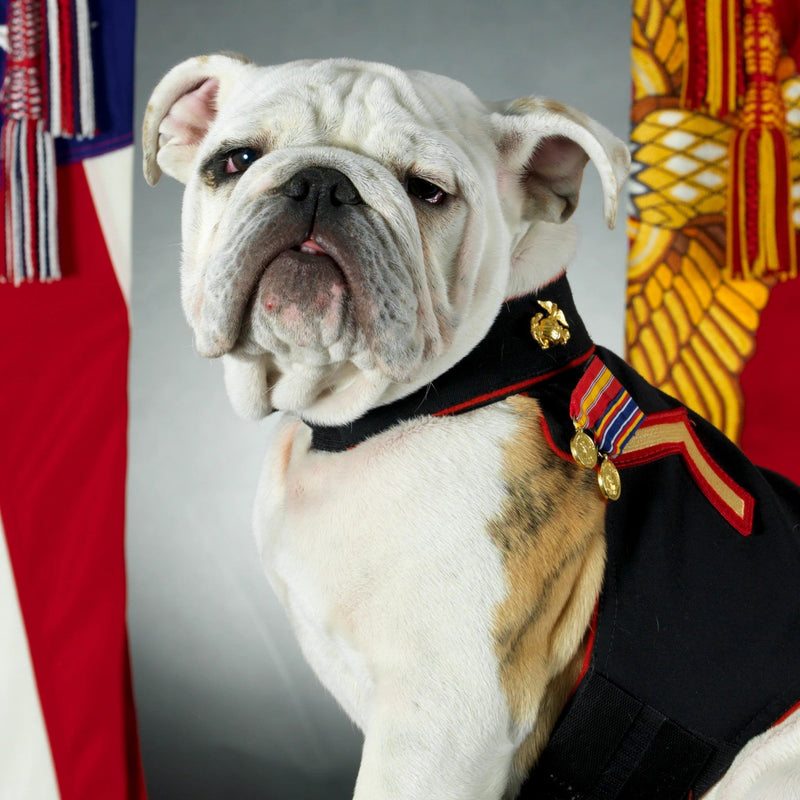 Honoring the Tradition of Chesty: The U.S. Marine Corps Mascot - BullyBelly