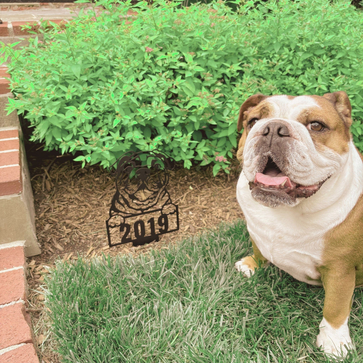 Cute English Bulldog Metal Lawn Sign - BullyBellyLawn Art