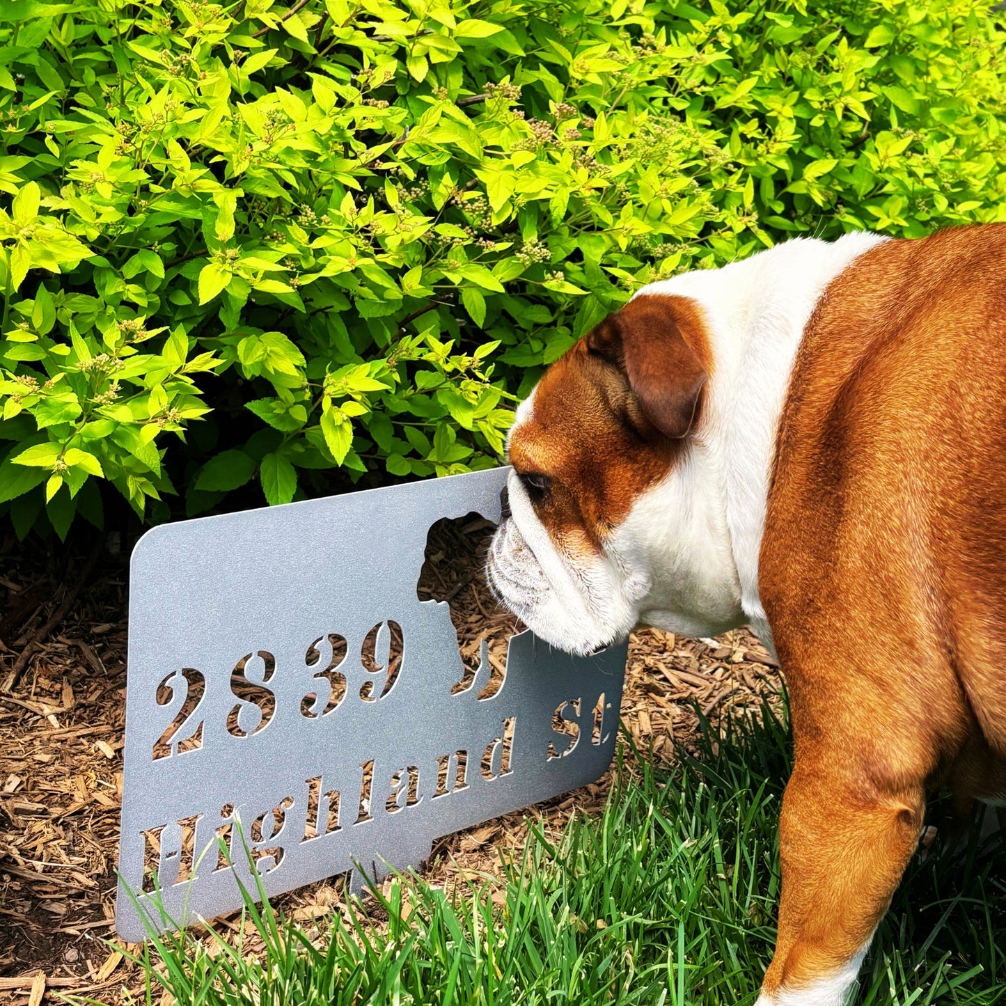 English Bulldog House Address Yard Sign