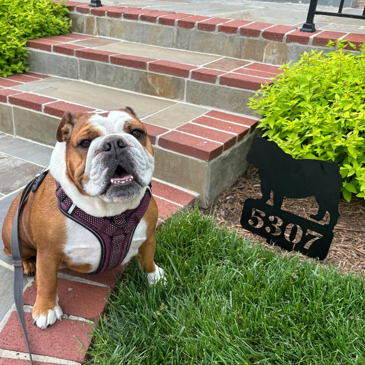 Lawn English Bulldog House Number Yard Sign - BullyBellyMetal Sign