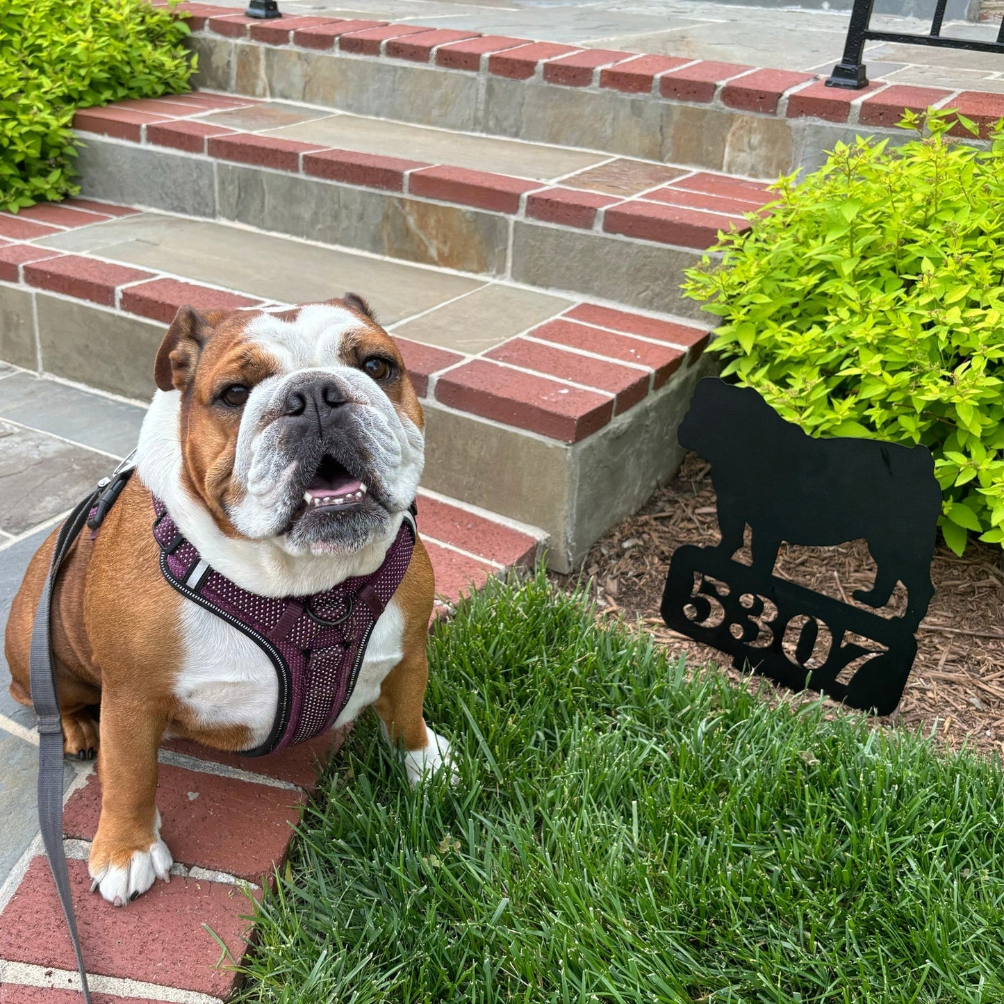 Lawn English Bulldog House Number Yard Sign